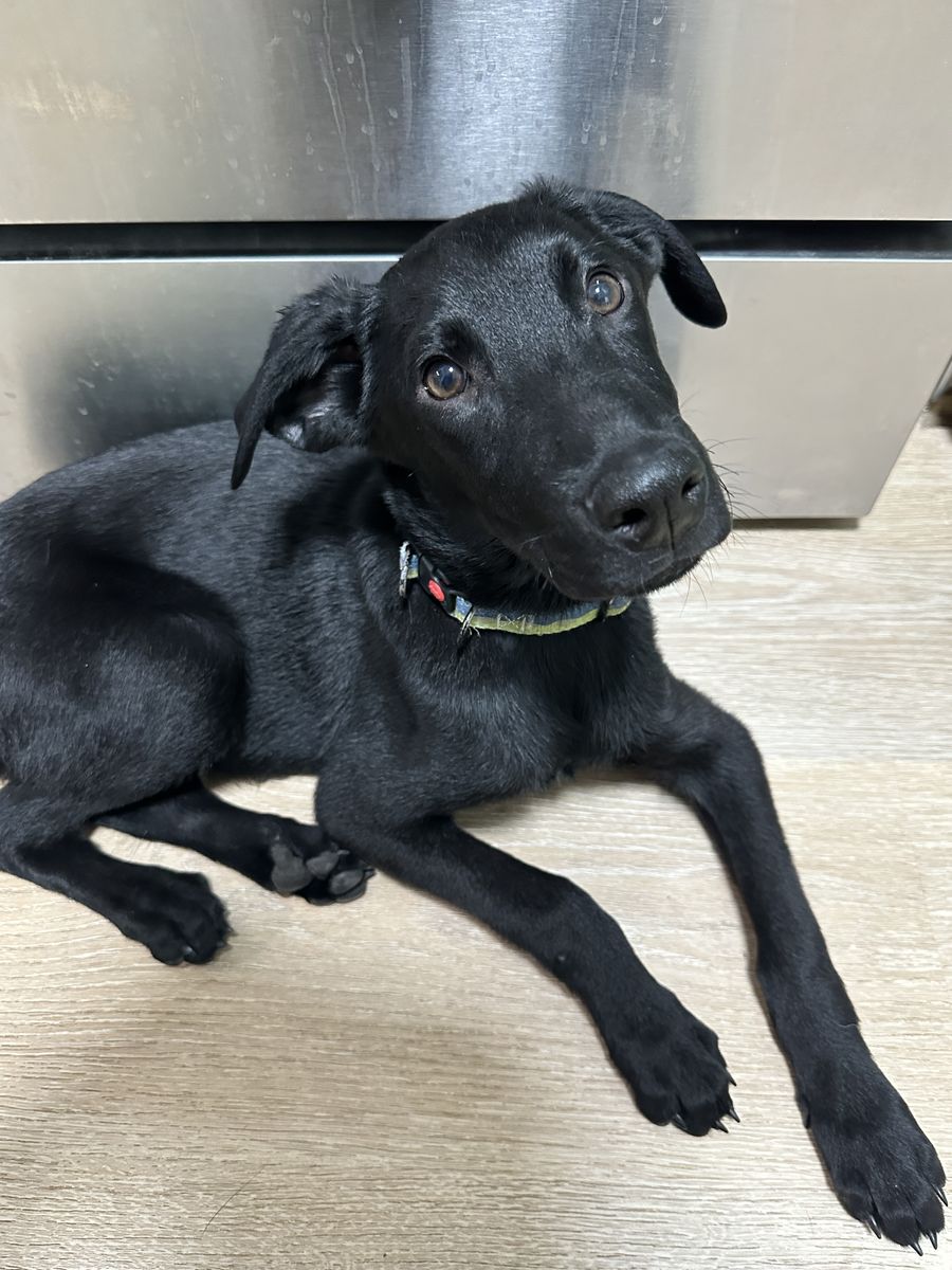 German Shepherd mix puppy