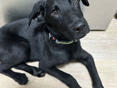 German Shepherd mix puppy