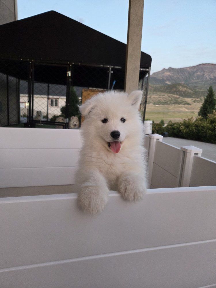AKC Samoyed Puppies