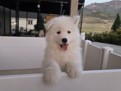 AKC Samoyed Puppies