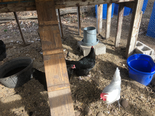 4 Laying Chickens