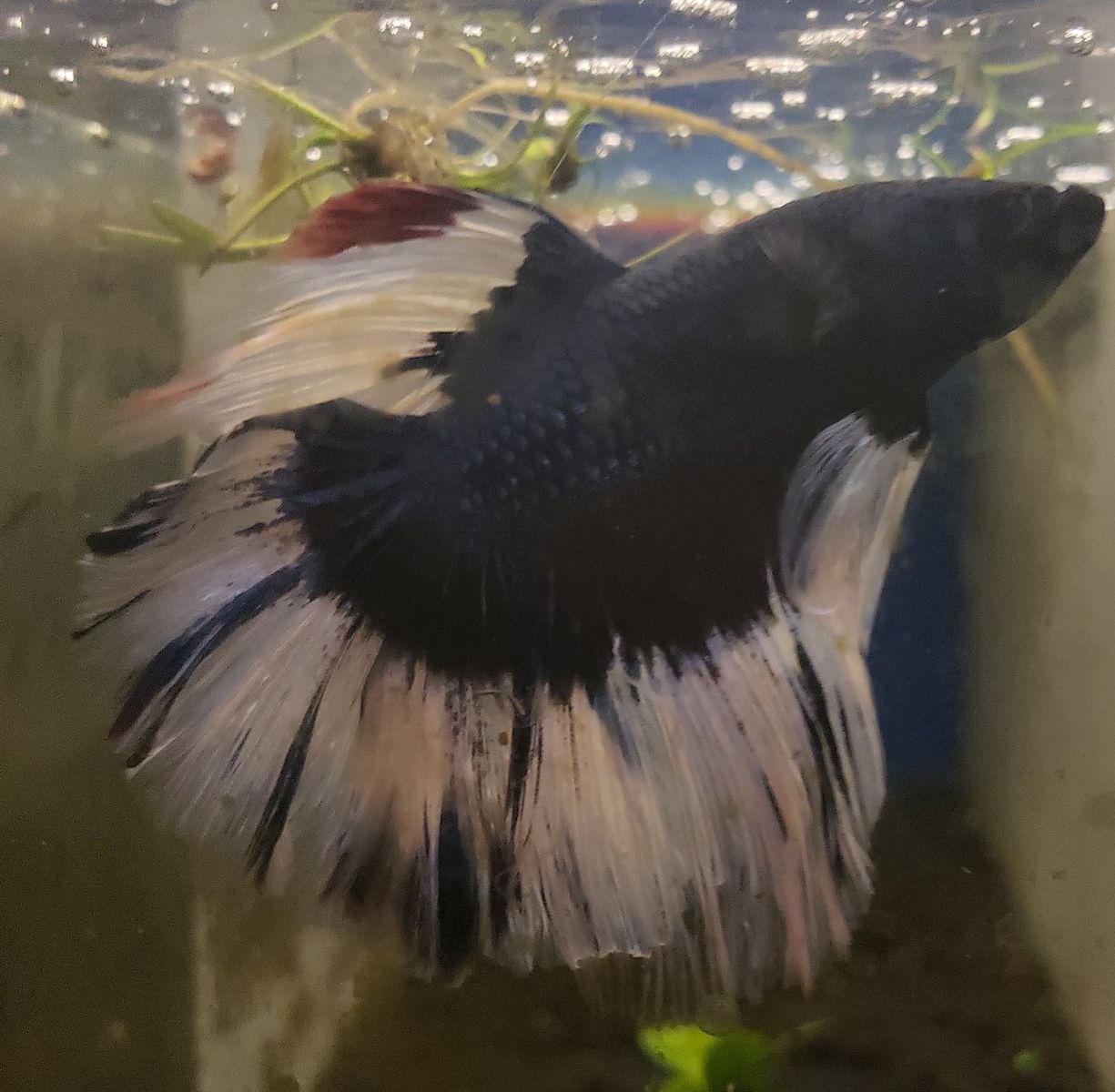 Stunning Import Blue and White Butterfly Betta Fish