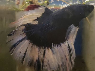 Stunning Import Blue and White Butterfly Betta Fish