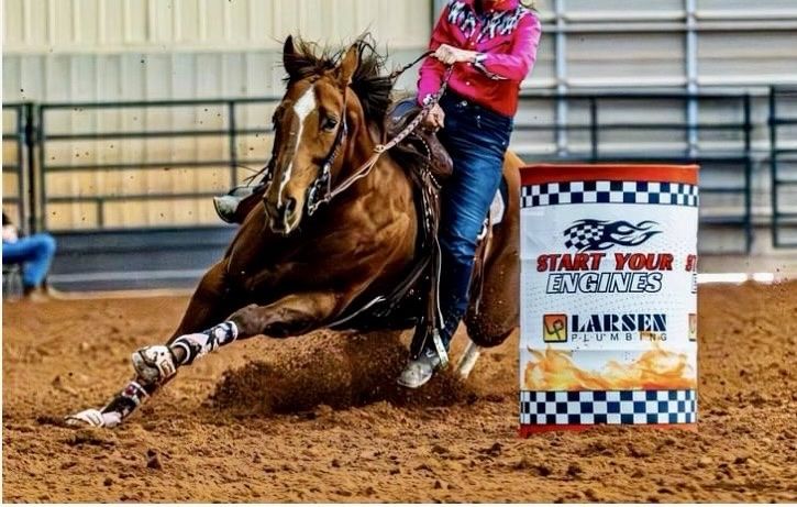 11 year old AQHA registered mare.