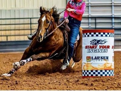 11 year old AQHA registered mare.