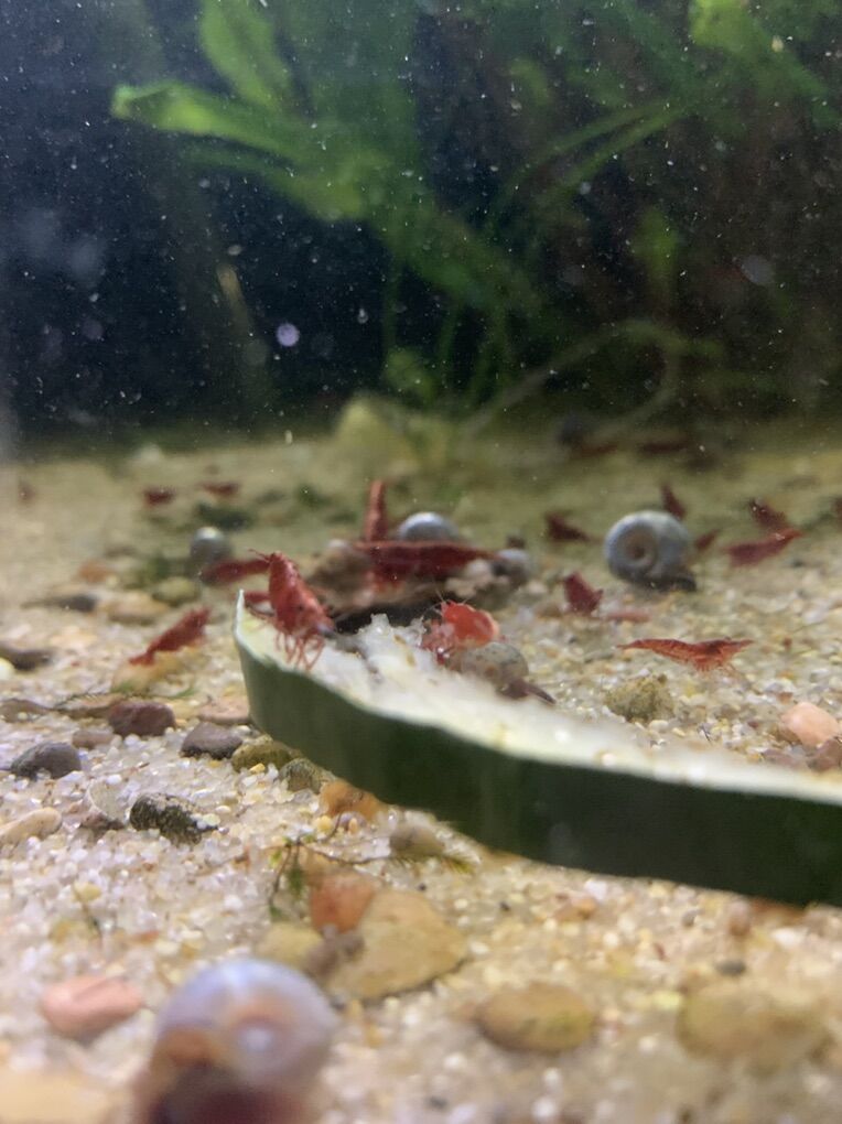 Red Cherry Shrimp