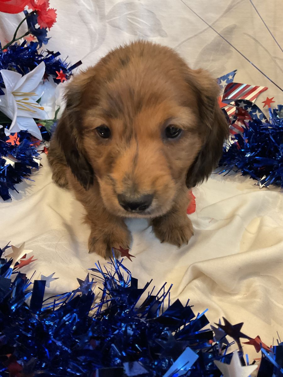 AKC Long Hair Male Miniature Dachshund