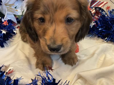 AKC Long Hair Male Miniature Dachshund