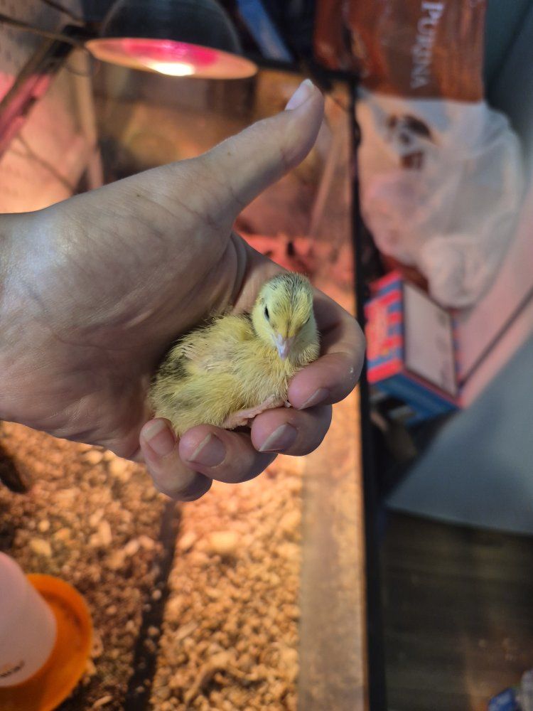 Coturnix & Jumbo quail chicks unsexed