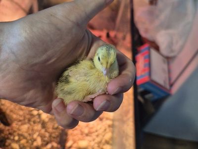 Coturnix & Jumbo quail chicks unsexed