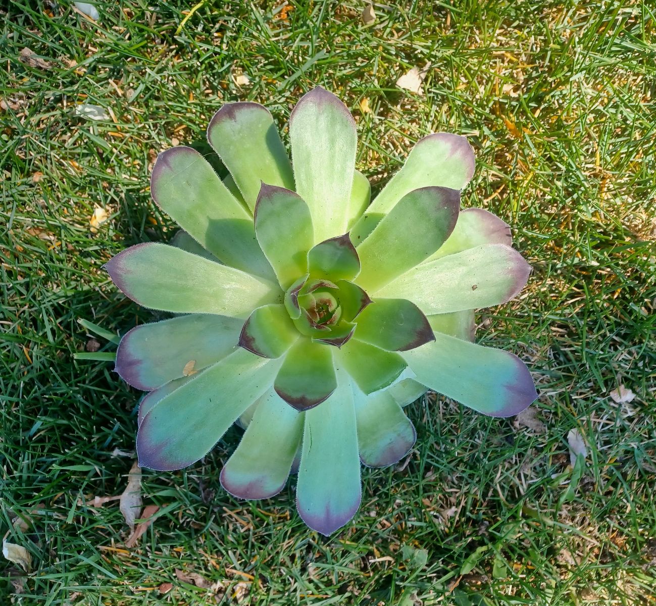 New Starts!  Hen and Chicks Succulent Perennial Plants