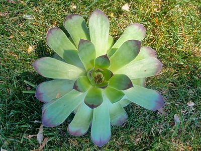 New Starts! Hen and Chicks Succulent Perennial Plants