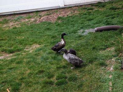 Blue and Chocolate Runner Ducks