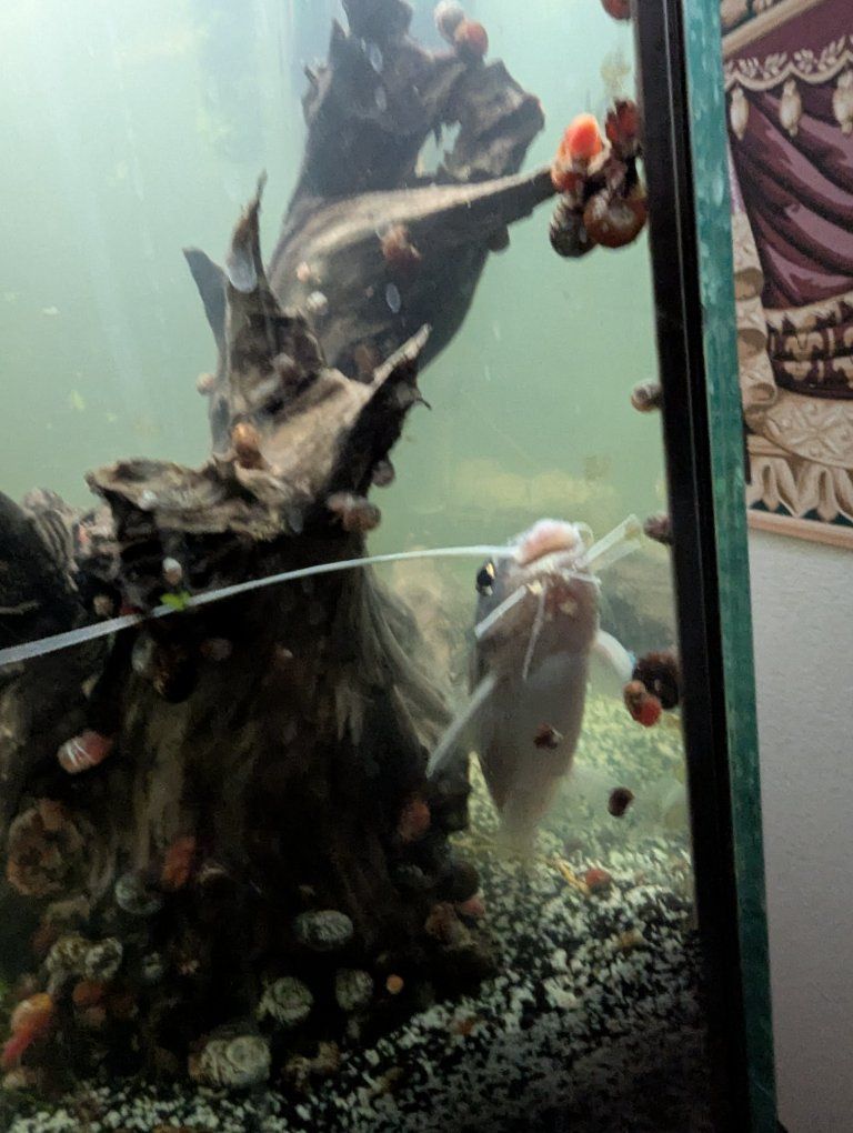 Large Pictus Catfish ?