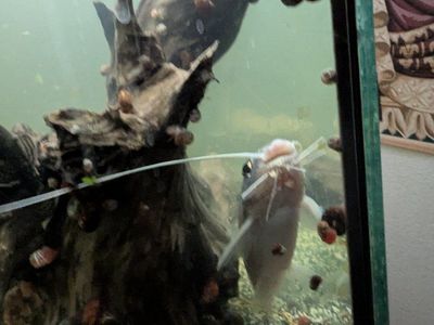 Large Pictus Catfish ?