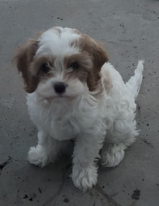 F1B Reverse Cavapoo Puppies… FOR EASTER!!