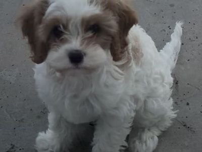 F1B Reverse Cavapoo Puppies… FOR EASTER!!