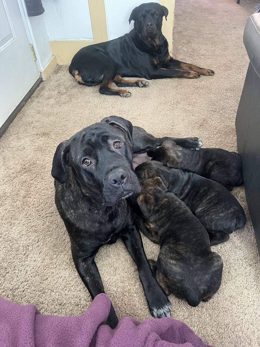 Cane Corso / Rottweiler Puppies