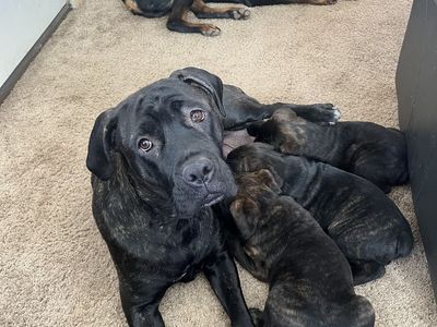 Cane Corso / Rottweiler Puppies