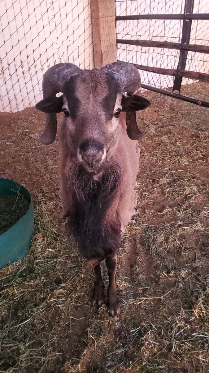 Barbado Sheep for sale!