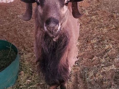 Barbado Sheep for sale!