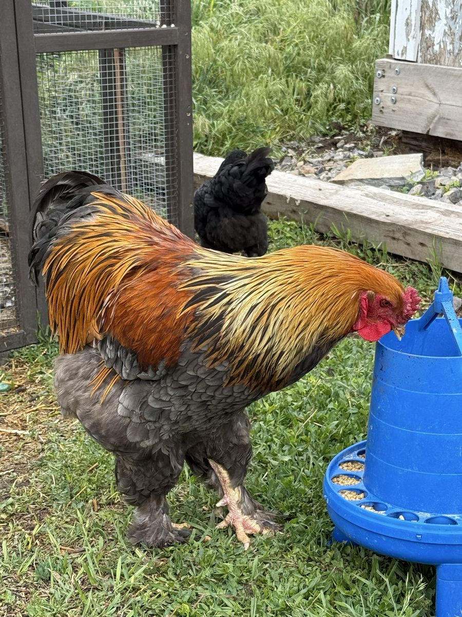 Brahma Rooster