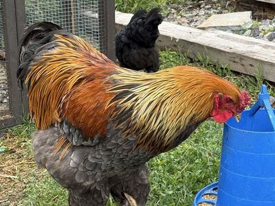 Brahma Rooster