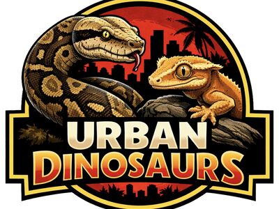 Adult male crested gecko(pet only)