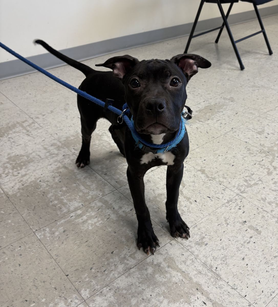 A160998 Bug is Available for Adoption!