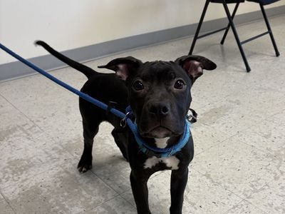 A160998 Bug is Available for Adoption!