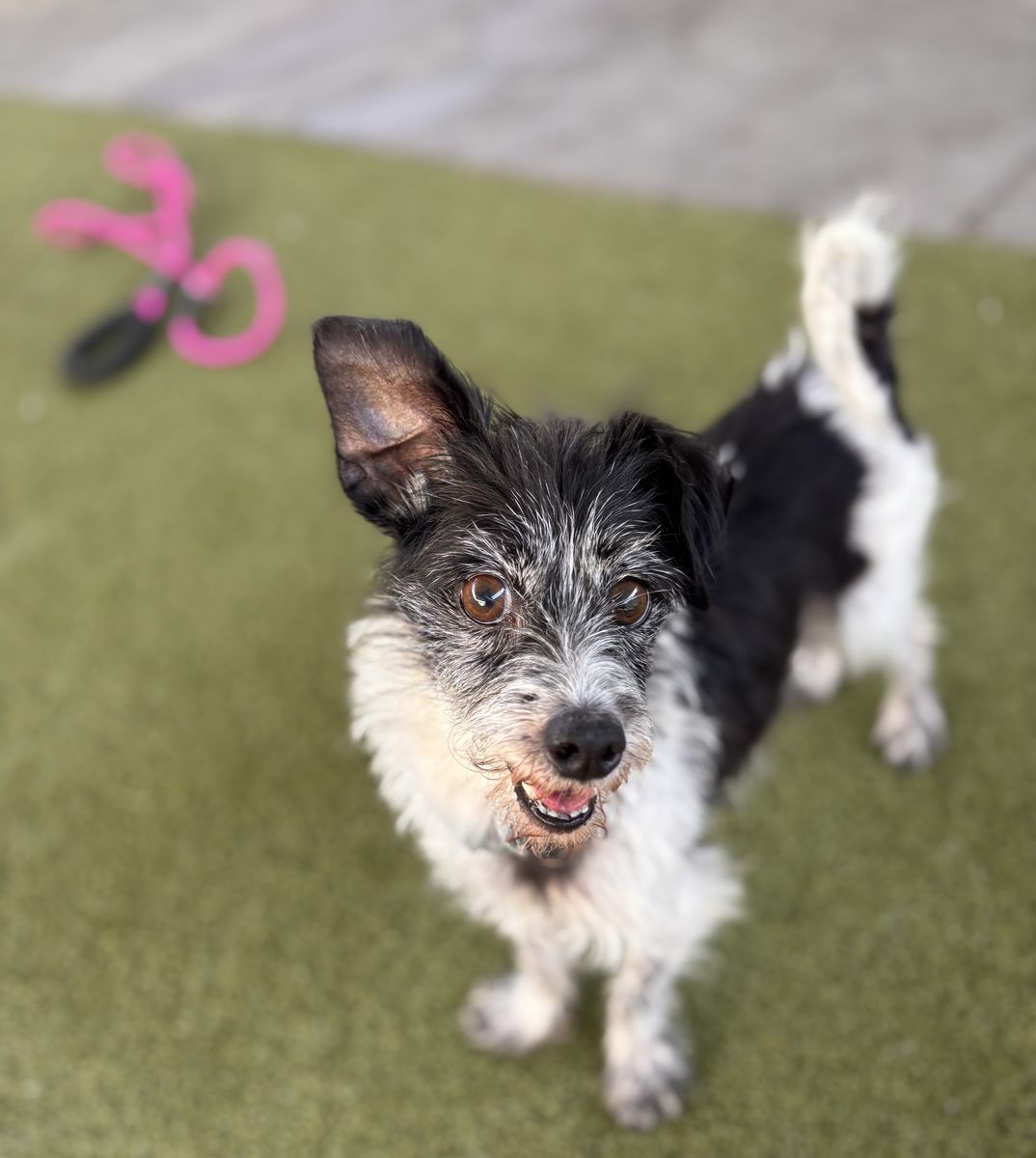 A163745 Jack, Available for Adoption