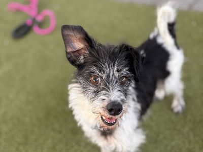 A163745 Jack, Available for Adoption
