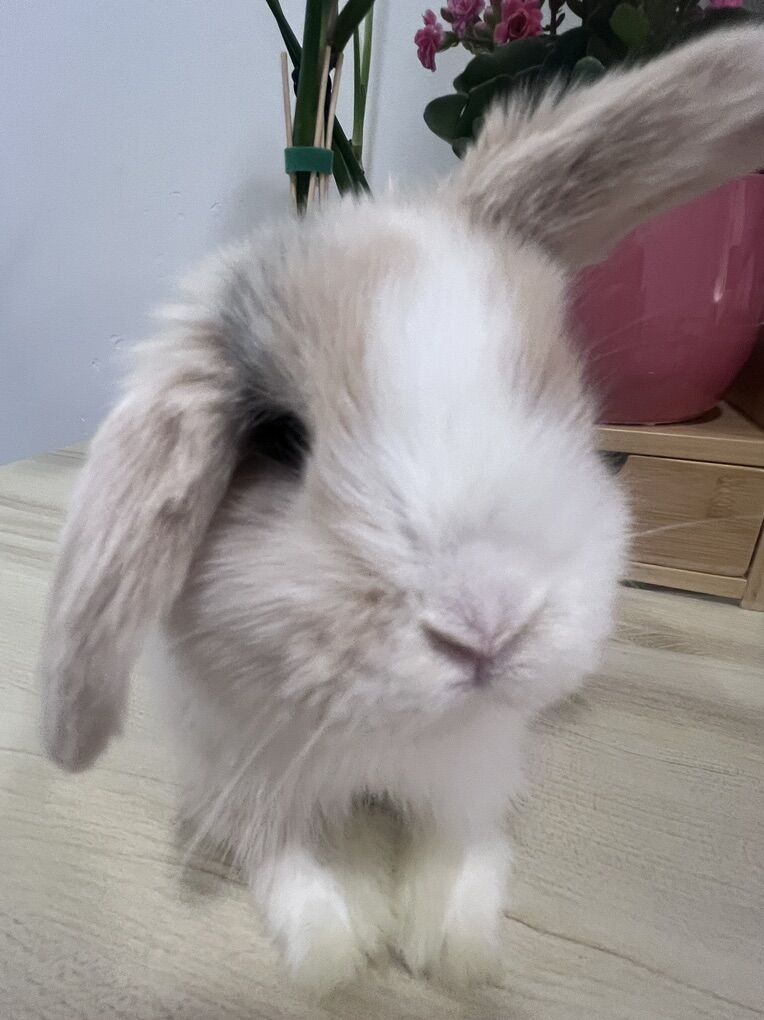 Sweet Bunny Girl Purebred Holland Lop