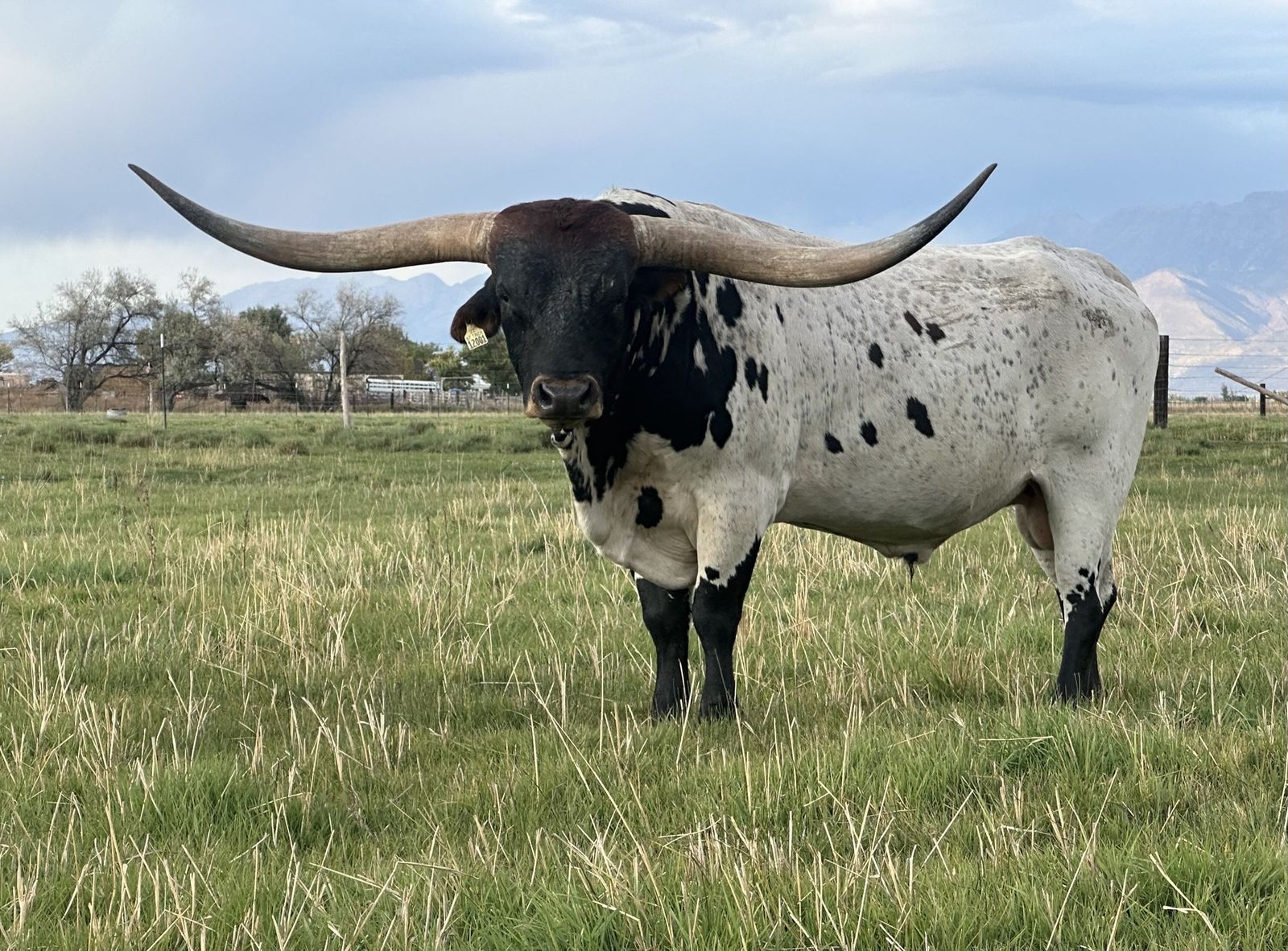 Longhorn Bull