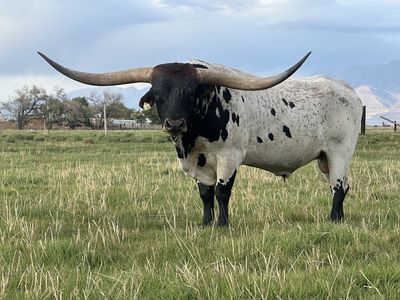 Longhorn Bull