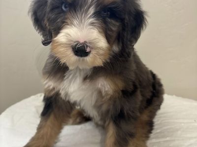 Adorable Bernedoodle Puppies - Males & Females Available