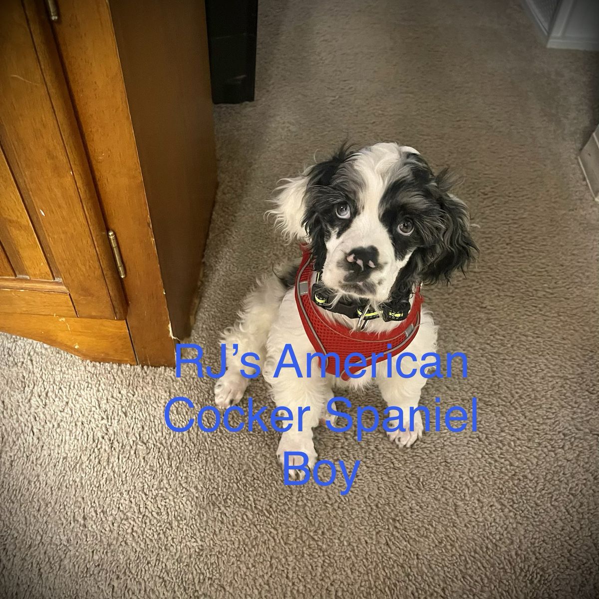 AKC American Cocker Spaniel Pups