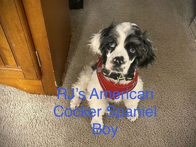 AKC American Cocker Spaniel Pups