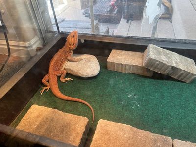 Bearded Dragon with Full Terrarium Setup - Heat Lamp, UVB Light, Accessories