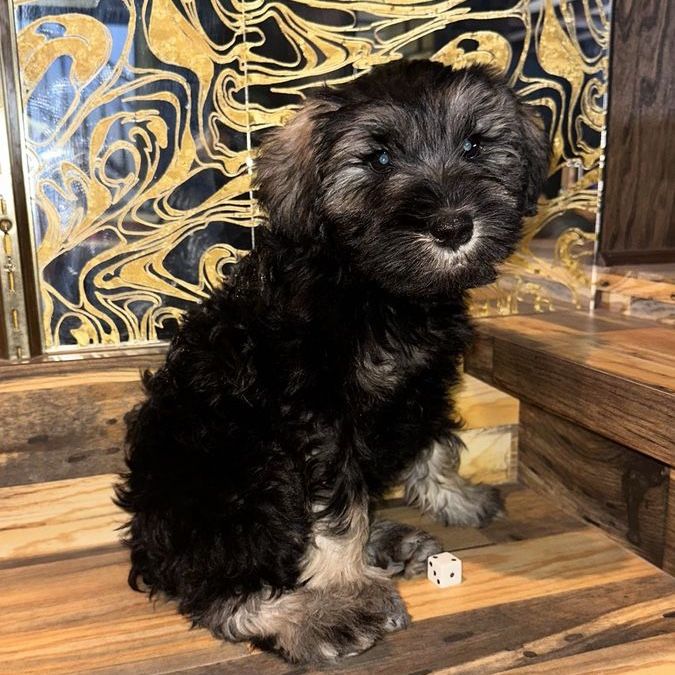 Schnauzer Puppy