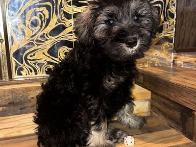 Schnauzer Puppy