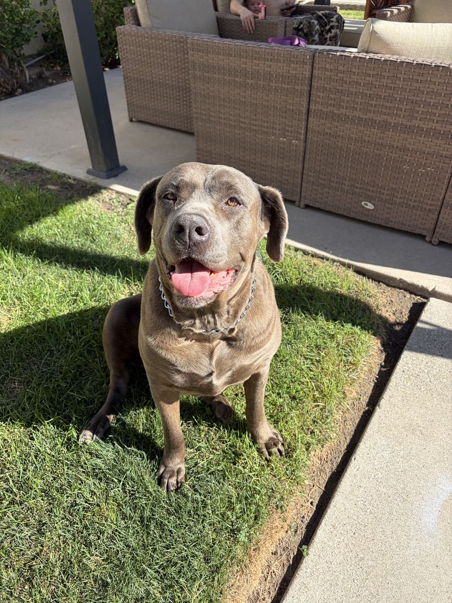 Cane corso