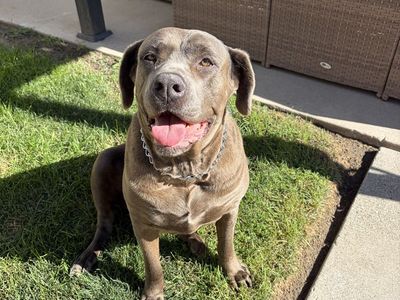 Cane corso