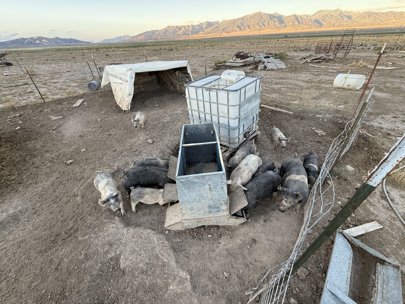 Feeder pigs