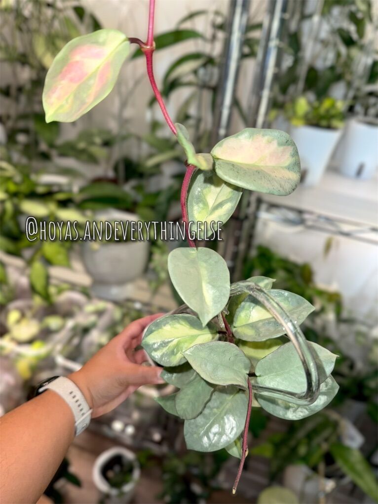 Hoya carnosa 'Argentea Princess' - Plant | Plants: Flowers And