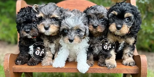 Bernedoodle Puppies (F1B) - Born March 10