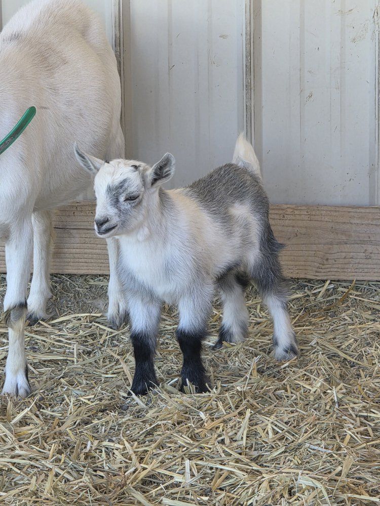 white doe with billy kid