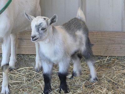 white doe with billy kid