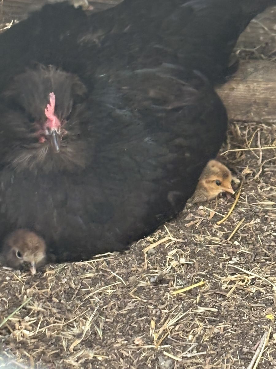 Hen with chicks