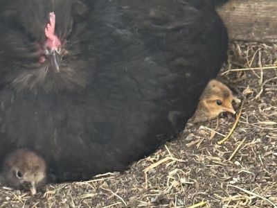 Hen with chicks